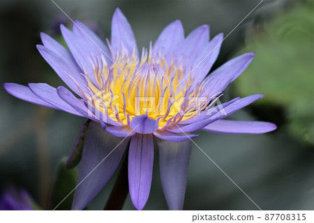 It looks like there is a golden birdcage in the flower 87708315