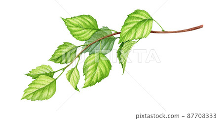 Birch branch with green leaves watercolor - Stock Illustration  [87708333] - PIXTA