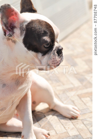 dog or french bulldog, unaware French bulldog. dog or french bulldog, unaware French bulldog. 87708748