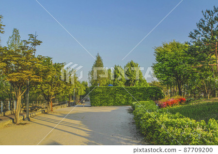 Forest road scenery in Seonyudo Park 87709200