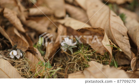 A honeybee that sucks on honey 87709270