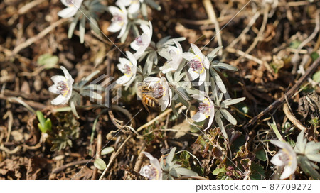 A honeybee that sucks on honey 87709272