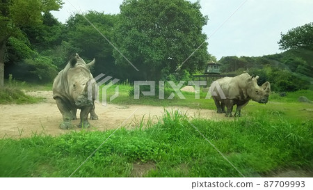 Two rhino Two rhino 87709993