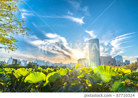 The lotus leaves on one side and the sun shining from the back of the buildings 87710324