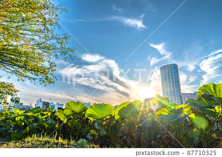 The lotus leaves on one side and the sun shining from the back of the buildings The lotus leaves on one side and the sun shining from the back of the buildings 87710325