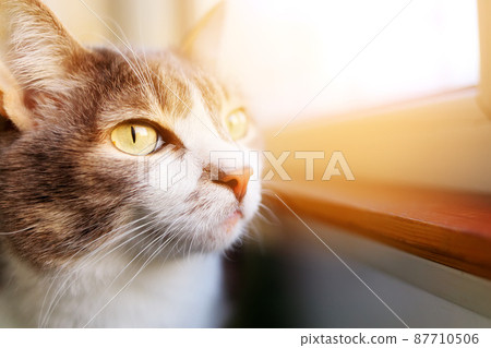 Beautiful cat sits on balcony and looks outside through window. Pet is sad. Head close-up. Theme of Beautiful cat sits on balcony and looks outside through window. Pet is sad. Head close-up. Theme of 87710506