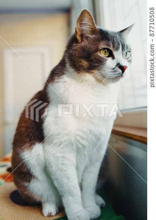 Beautiful cat sits on balcony and looks outside through window. Pet is sad. Theme of animals. 87710508