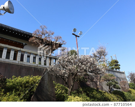 Akabane Hachiman Shrine Plum 87710564