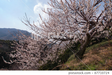 和歌山縣伊東郡葛城町梅花木之川水果線 和歌山縣伊東郡葛城町梅花木之川水果線 87710724