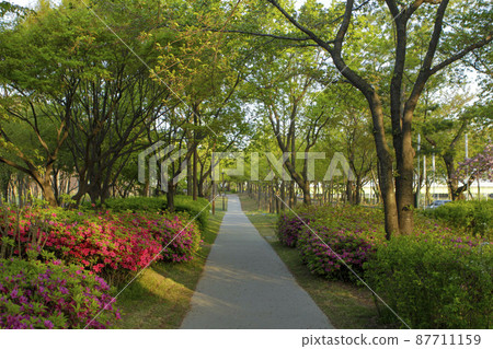 仙遊島公園的花路 87711159