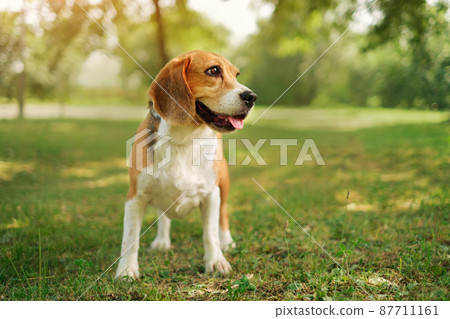 Portrait of a thoroughbred hunting dog beagle in the park against the sunset. A thoughtful dog on a walk on a summer day. World Animal Day Portrait of a thoroughbred hunting dog beagle in the park against the sunset. A thoughtful dog on a walk on a summer day. World Animal Day 87711161
