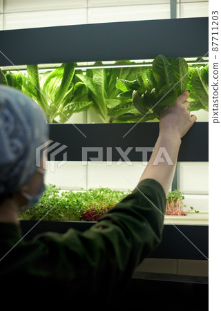 Close-up of a woman in the kitchen in a restaurant near the shelf with herbs. Gardening, fresh herbs in the restaurant 87711203