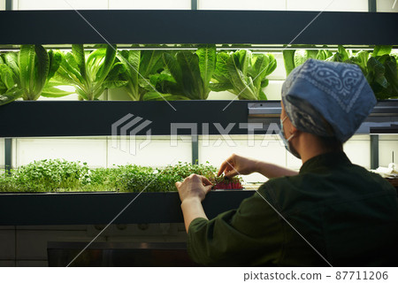 Close-up of a woman in the kitchen in a restaurant near the shelf with herbs. Gardening, fresh herbs in the restaurant Close-up of a woman in the kitchen in a restaurant near the shelf with herbs. Gardening, fresh herbs in the restaurant 87711206