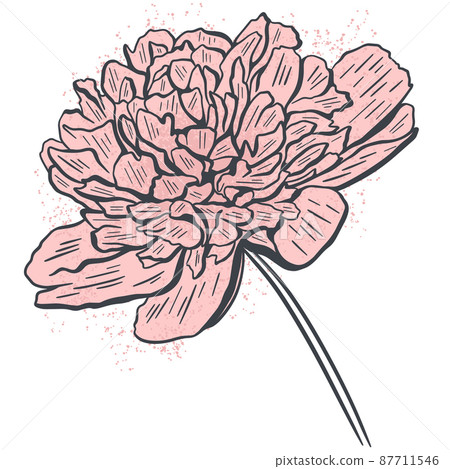 Peony hand drawn isolated vector illustration - Stock Illustration ...