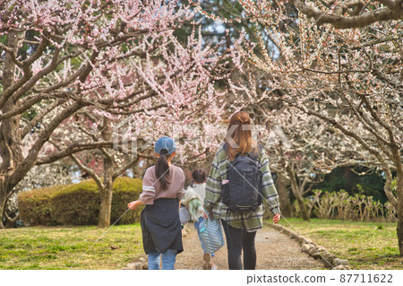 Take a walk while watching the plum blossoms 87711622