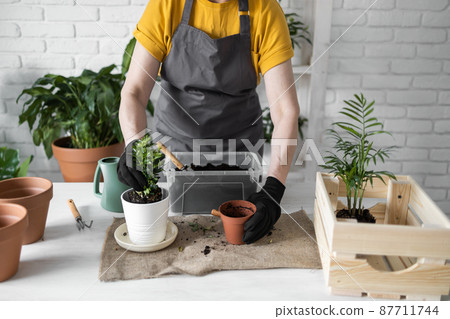 Close up woman gardener transplanting plant in ceramic pots on the white wooden table. Concept of home garden. Spring time. Stylish interior with a lot of plants. Taking care of home plants. Close up woman gardener transplanting plant in ceramic pots on the white wooden table. Concept of home garden. Spring time. Stylish interior with a lot of plants. Taking care of home plants. 87711744