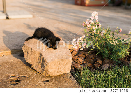 Black curiously kitten outdoors on stone - pet and domestic cat concept Black curiously kitten outdoors on stone - pet and domestic cat concept 87711918