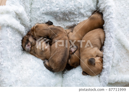 Parent-child dachshund puppy Kaninhen dachshund Parent-child dachshund puppy Kaninhen dachshund 87711999