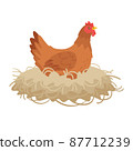 Red color hen sitting in the nest. 87712239