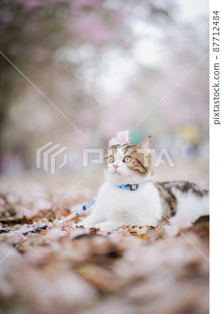 white brown scottish cat travel outdoor with pink flower in springtime season 87712484