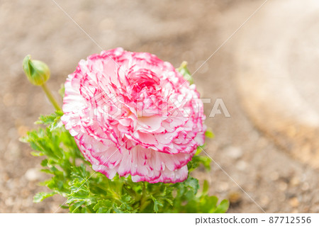 Ranunculus 87712556