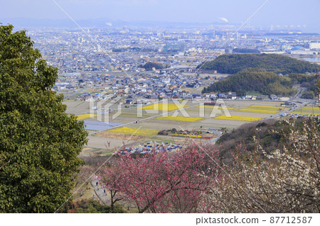 盛開的綾部山梅林 87712587