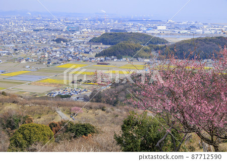 Ayabeyama plum grove in full bloom Ayabeyama plum grove in full bloom 87712590