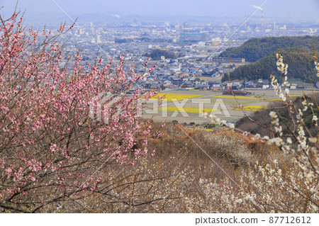 Ayabeyama plum grove in full bloom Ayabeyama plum grove in full bloom 87712612