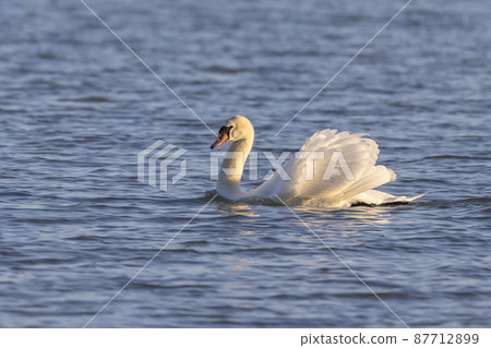 Dominant Mute Swans swimming on the lake Balaton in Hungary 87712899