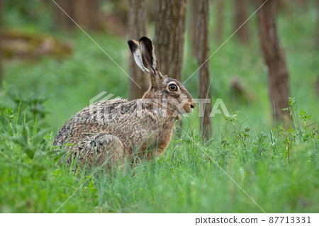 Alert brown hare sitting in grass in springtime nature 87713331