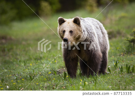 Brown bear watching in green nature with blurred background and space for copy 87713335