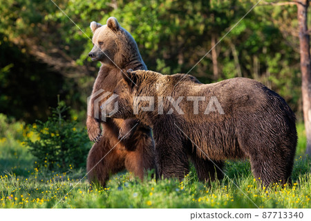 Two brown bears standing in forest in spring nature Two brown bears standing in forest in spring nature 87713340
