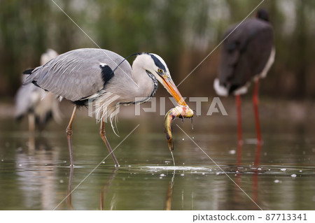 Grey heron eating fish on wetland in springtime nature Grey heron eating fish on wetland in springtime nature 87713341