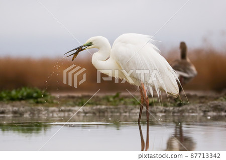 Great egret fishing on wetland in springtime nature Great egret fishing on wetland in springtime nature 87713342
