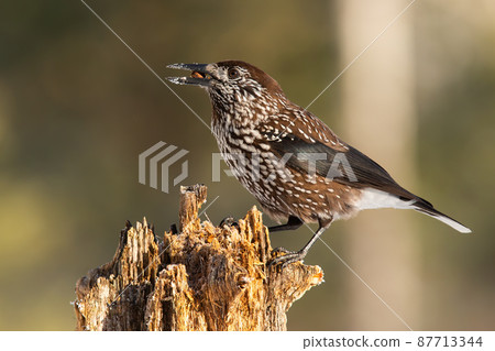 Spotted nutcracker sitting on wood in spring nature 87713344
