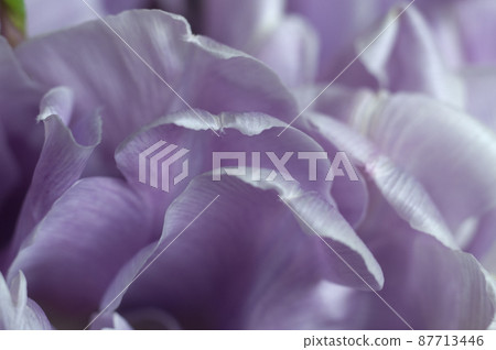 Tulip flower close up shot Tulip flower close up shot 87713446