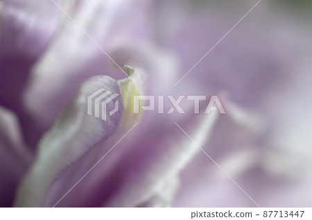 Tulip flower close up Tulip flower close up 87713447