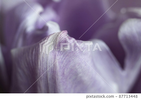 Tulip flower close up Tulip flower close up 87713448