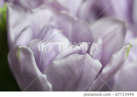 Tulip flower close up Tulip flower close up 87713449
