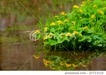 Waterside flowers Yamano grass flowers Ryukinka Early spring Waterside Waterside flowers Yamano grass flowers Ryukinka Early spring Waterside 87713510
