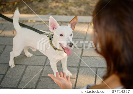 Dog Parson Russell Terrier breed is playing in green park with his owner. Summer time or beginning of autumn. Nature. Pet care and training concept. Dog Parson Russell Terrier breed is playing in green park with his owner. Summer time or beginning of autumn. Nature. Pet care and training concept. 87714237
