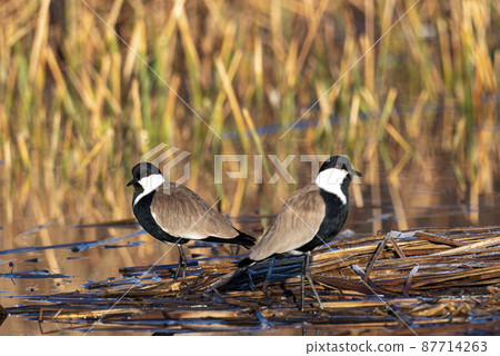 A Spur-Winged Plover standing on a water 87714263