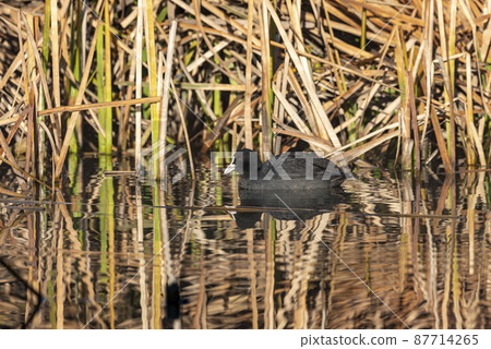 Breeding Eurasian Coot (Fulica atra) on nest in pond of public park. 87714265