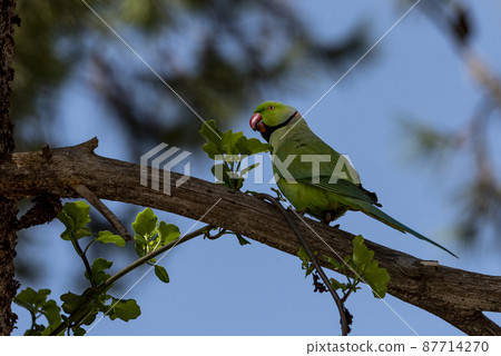Ringneck Parakeet. indian parrot green Ringneck Parakeet. indian parrot green 87714270