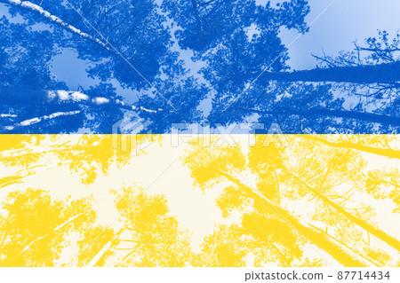 The pine forest is toned in yellow and blue colors, like the flag of Ukraine. The color of 2022. Background for designers. The concept of freedom and faith in the homeland. The pine forest is toned in yellow and blue colors, like the flag of Ukraine. The color of 2022. Background for designers. The concept of freedom and faith in the homeland. 87714434