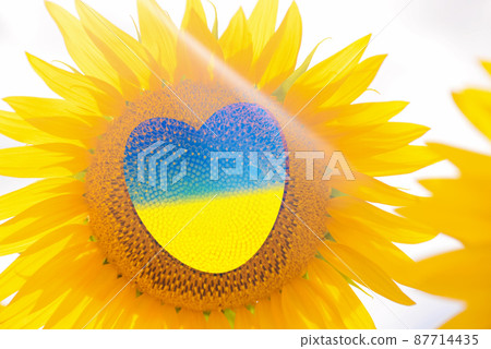 Yellow-blue heart as the flag of Ukraine is depicted in the middle of the sunflower. Ukrainian patriotism, power and faith in their country and army. Yellow-blue heart as the flag of Ukraine is depicted in the middle of the sunflower. Ukrainian patriotism, power and faith in their country and army. 87714435