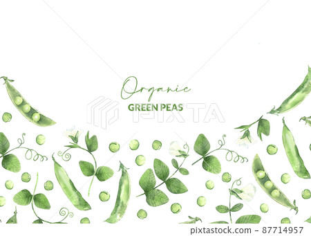 Bordure with watercolor pea pods. Illustrated organic food. Background for wrapping paper, label and packaging. Bordure with watercolor pea pods. Illustrated organic food. Background for wrapping paper, label and packaging. 87714957