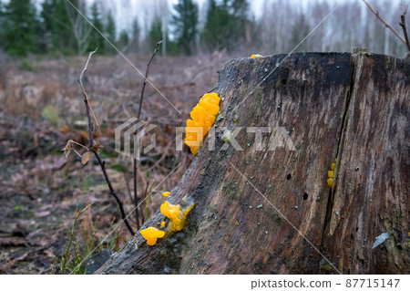 Tremella mesenterica (common names include yellow brain, golden jelly fungus, yellow trembler, and witches' butter 87715147