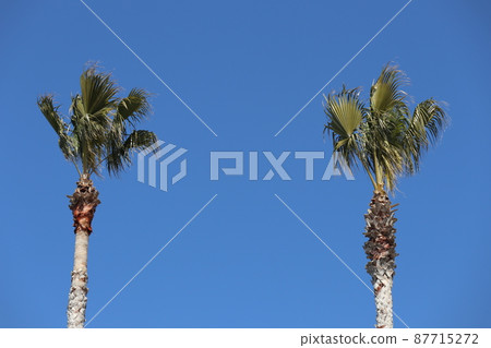 與藍天和兩棵棕櫚樹的風景 87715272