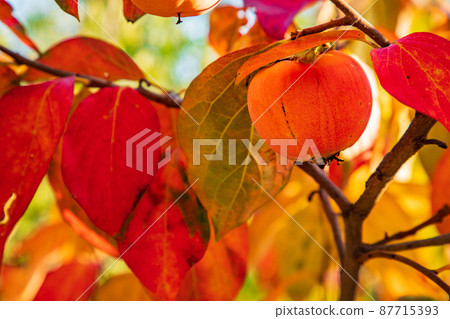 Vivid autumn colors Vivid autumn colors 87715393